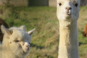 How To Know You're Being Scammed by a Fleeceware App